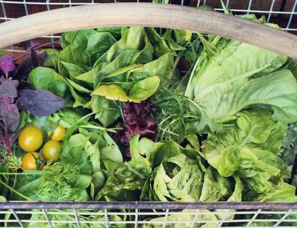 Basket filled with fresh vegetables including leeks, carrots, potatoes, and greens for healthy French home cooking.